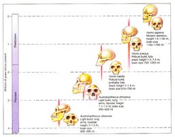 Human evolution skull sequence