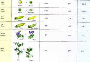 Mendel's pea plant experiment results