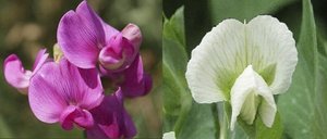 Purple and white pea flowers