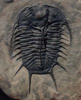 Trilobite fossil