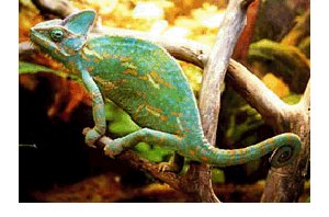 Reptile