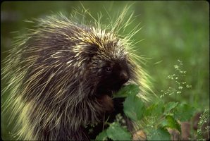 Mammal
