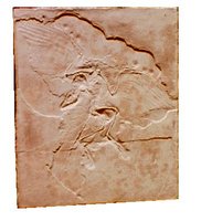 Archaeopteryx fossil