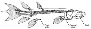 Eusthenopteron