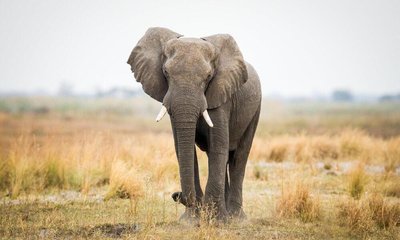 Elephant, a species threatened by poaching