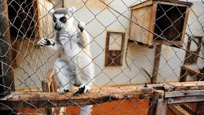 Lemur in captivity for the pet trade