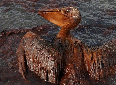 Bird covered in oil after a spill