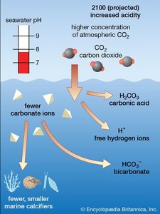 Diagram of ocean acidification and its effects on marine organisms