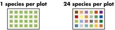 Diagram comparing 1 species per plot vs. 24 species per plot