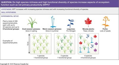 Experimental setup for testing effects of species richness and functional diversity