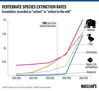 Graph of vertebrate species extinction rates over time