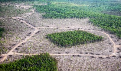 Aerial view of fragmented forest patches