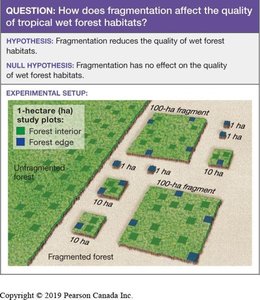Experimental setup for studying forest fragmentation