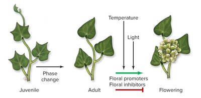 Diagram showing juvenile, adult, and flowering stages with phase change and influence of temperature and light