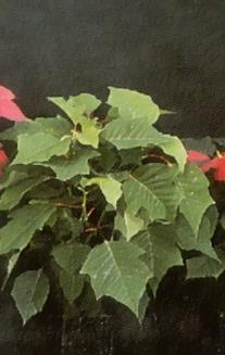 Diagram showing effect of day length on flowering in long-day and short-day plants