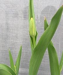 Tulip plant after vernalization