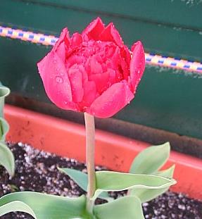 Tulip plant flowering after vernalization