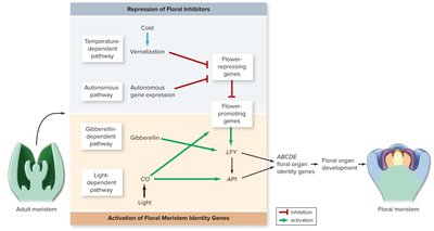Model showing integration of flowering pathways and activation of floral meristem identity genes
