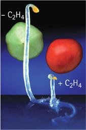 Ethylene-induced triple response in seedlings