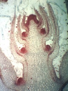 Microscopic image of meristem transition