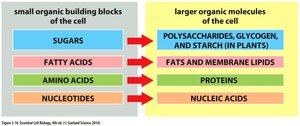 Small organic building blocks and macromolecules