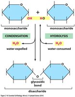 Condensation and hydrolysis of disaccharides