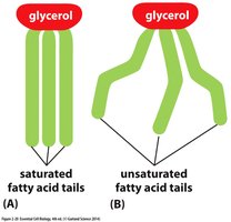 Neutral fats as fuel storage