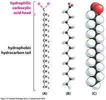 Triacylglycerols structure