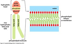 Phospholipid bilayer formation