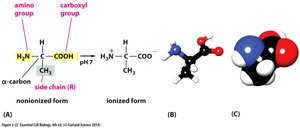 Amino acids and peptide bond formation