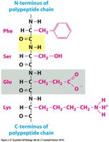 ATP structure: phosphoanhydride bonds
