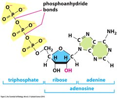ATP hydrolysis and energy release