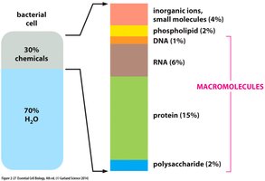 Chemical composition of a bacterial cell
