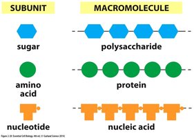 Subunit to macromolecule relationships