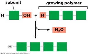 Polymerization via condensation reaction