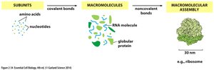 Macromolecular assembly: subunits, macromolecules, assemblies