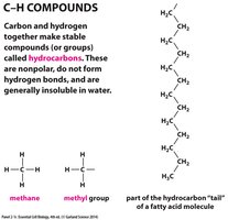 Hydrogen bonds and bond lengths