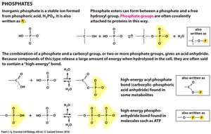 Hydrophobic molecules: hydrocarbons