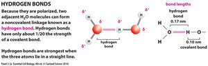 Water as a solvent: dissolving sugar