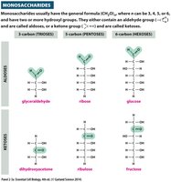 Fatty acid structure: hydrophilic head and hydrophobic tail