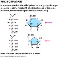Phospholipid molecule and bilayer
