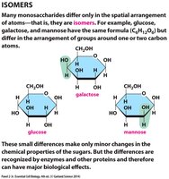 Amino acid structure: ionized and nonionized forms