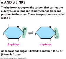 Polypeptide chain structure
