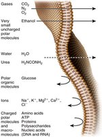 Membrane permeability to different molecules