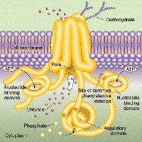 Cystic fibrosis membrane protein diagram