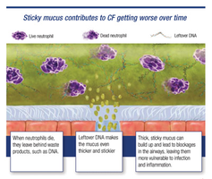 Sticky mucus and neutrophil diagram