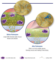 Pulmozyme action diagram