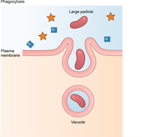 Phagocytosis diagram