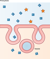 Pinocytosis diagram