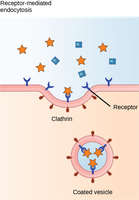 Receptor-mediated endocytosis diagram